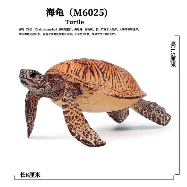 Turtle