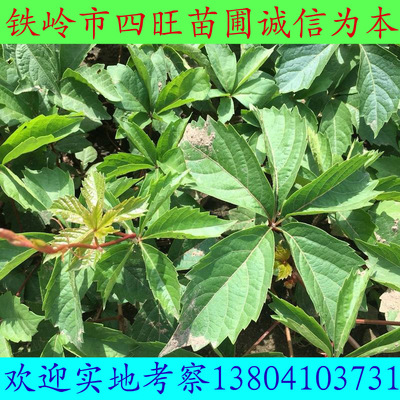 耐寒绿阴护坡 爬山虎 三叶五叶地锦 藤本植物厂家供应|ru