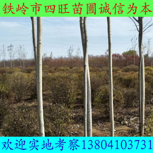东北辽宁速生杨树 银中杨 规格齐全厂家诚信经营-阿里巴巴