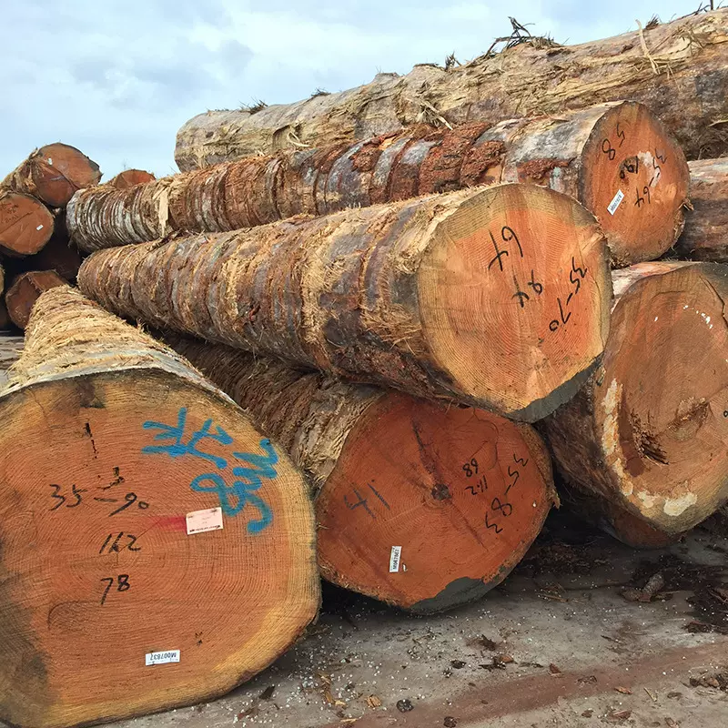 河南河北寿材花旗松原木 大直径60-120cm直径 新鲜到货 原木直