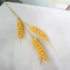 [黄色小麦]