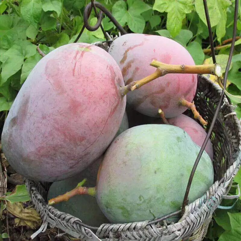 Свежие фрукты манго, манго Паньчжихуа Кейт, манго без принцессы, вьетнамские большие зеленые манго, дропшиппинг, бесплатная доставка 5kg г.