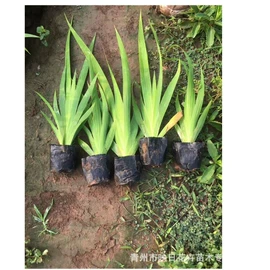 宿根花卉;盆栽;一二年生花卉