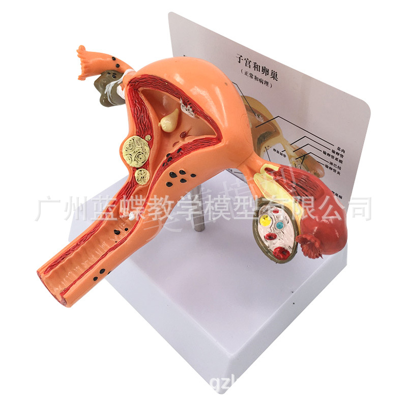 �����ӹ�ģ�ͽ̾�ģ�������ѳ����ʲ���ҽѧŮ�Է���Ů����ֳģ��