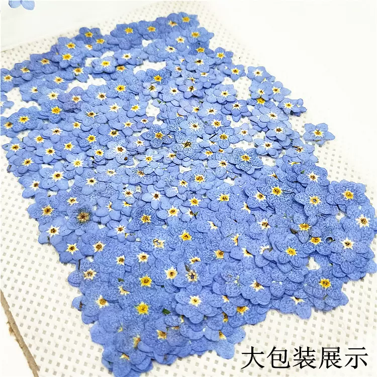 勿忘草花 压花手机壳压花画 植物标本干花押花书签 脸部装饰干花