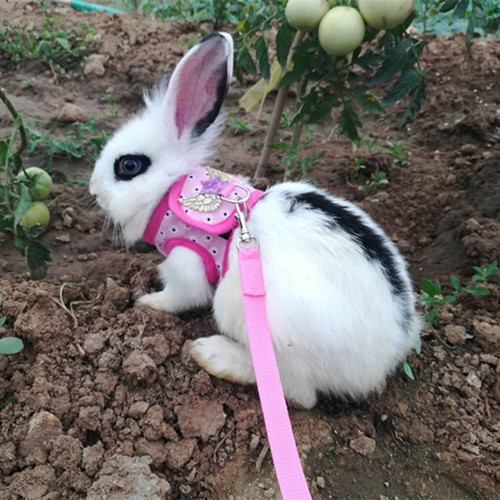 Rabbit-specific harness leash, chinchilla rope, guinea pig rope, rabbit lead rope, rabbit walking rope, rabbit vest-style harness