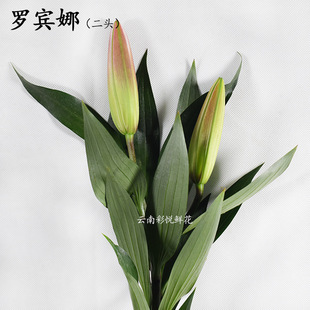 [Класс Big Bud Pink Lily Flower] Kunming Base Оптовая робина Plaphino Lily Flowers