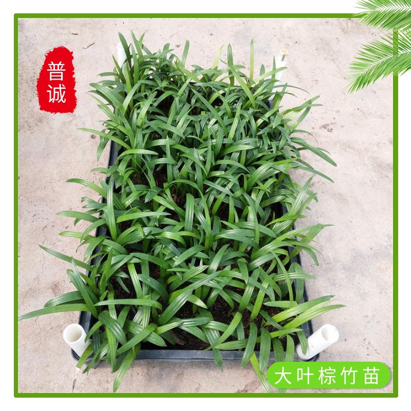 大叶棕竹苗盆栽室内四季常青花卉绿植庭院观叶棕榈科植物美观好养