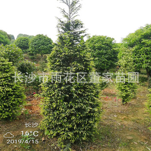 ���������ͼt��ɼ ����֧�t��ɼ �ؽ�8���ֵļt��ɼ�������l