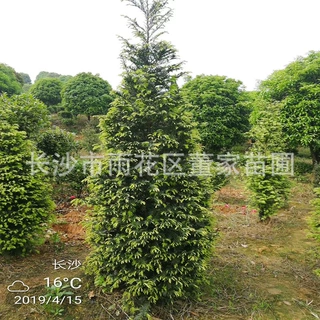 供应宝塔型红豆杉 矮分支红豆杉 地经8公分的红豆杉树苗批发