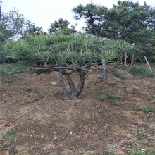 造型景松树批发基地 泰安造型黑松树批发 基地直销泰山景松树价格