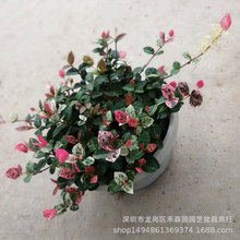 花叶络石批发盆栽绿植彩叶络石石龙藤络石藤180#爬墙虎耐冬耐热
