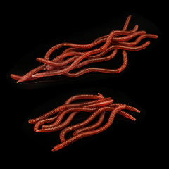 Wuhua Soft Worm Fake Bait Set 8cm 10cm PET Material Worm Kit Fishing Bait Fishing Gear Cross-border E-commerce Wholesale