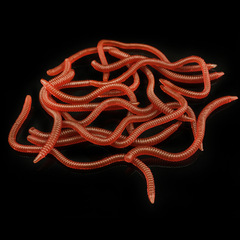 Weihe Soft Red Worms, Fake Earthworms (8cm & 10cm), Made from PET Material – Lure-Style All-in-One Bait, Bulk Fishing Tackle & Fish Attractant Wholesale