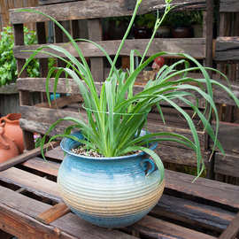 简易包塑钢丝铁线圈 花支架支撑爬藤架配件 花盆叶支柱