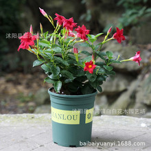 飘香藤花苗双线藤苗阳台盆栽双喜藤花苗室内观花花卉浓香攀援爬藤