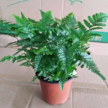 ����ֱ����βާ�ʺ�ާ�F��ާ�Iާ����΢���^�M��ާ�ֲ��С������