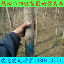 辽宁金叶复叶槭 丛生复叶槭 糖槭树3--9公分行道树产地批发