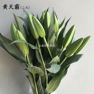 [Huang Tianba Lily] Юньнанская база оптовая цветочная магазин купить дом для парфюма будды желтые лили