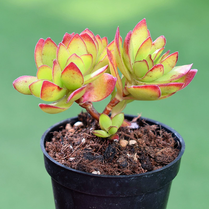 Суккуленты Tian Dog Dance Group Control желейного цвета с ворсом, полимерная основа, прямые волосы