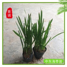 中东海枣苗庭院盆栽花卉常绿棕榈科植物银海枣苗绿植净化空气美观
