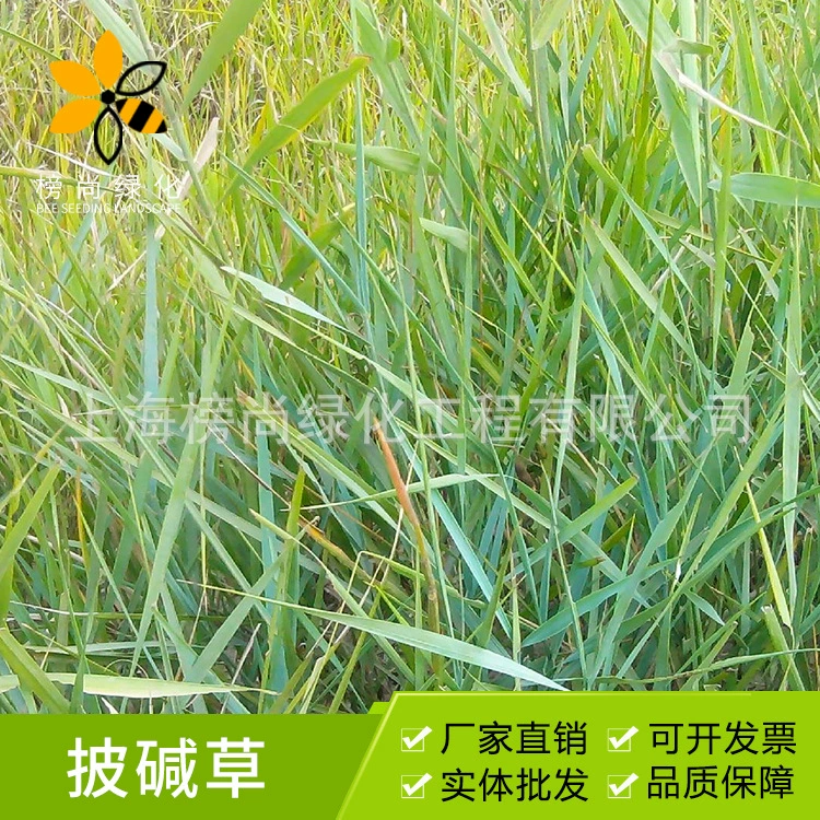 Семена травы для защиты склонов, включая альпинистскую траву, старинную луговую траву и четырехсезонную зеленую траву, устойчивые к ветру и песку, а также семена газонов, устойчивые к засухе и солености почвы.