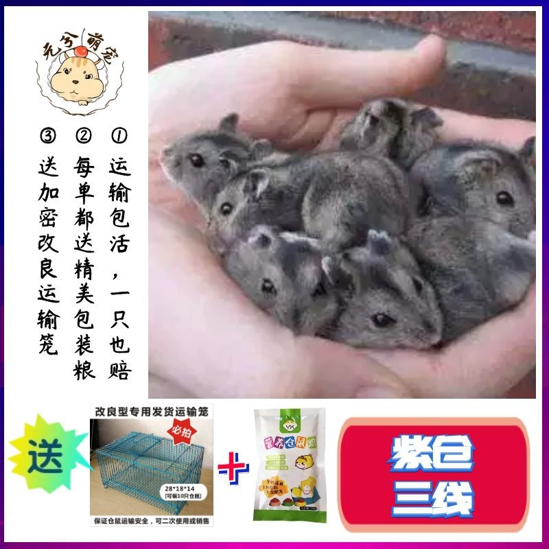 Хомяк живая племенная фабрика оптом большое количество трехлинейных мини-домашних животных Zicang портативных живых вещей можно отправить от имени