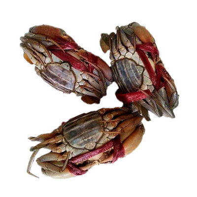 [170-250]克 母蟹缅甸青蟹野生黄油海鲜活超特大红膏蟹母红鲟猷蠓