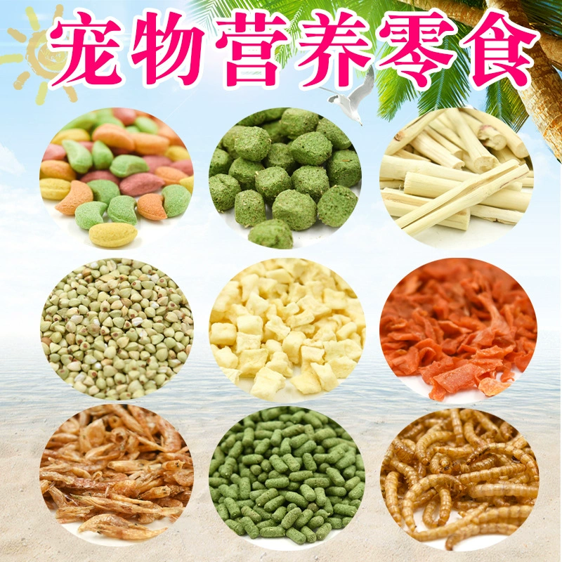 Принадлежности для моляров кролика Хомяк Молярная палка Каменная нить Дерево Тоторо Белка Голландский костюм свиньи Закуски Яблочные ветки Сладкий бамбук