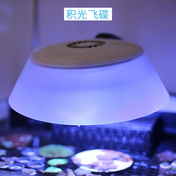 Lantern siege (Jiguang Fei Dream White)