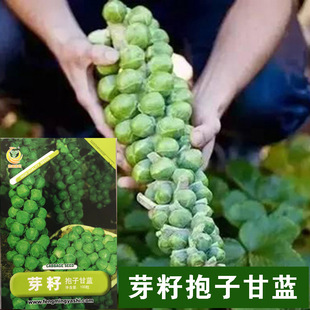 ���Ӹ��{�N�ӱ��Ӹ��{�N�Ӹ��{��С���˷N���߲˷N�����l�˷N