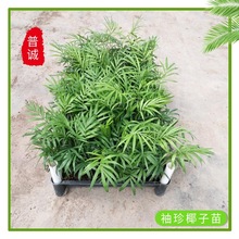 �S�����l���|����Ҭ����Gɫֲ���҃����Ի��^�~ֲ���ļ��������^