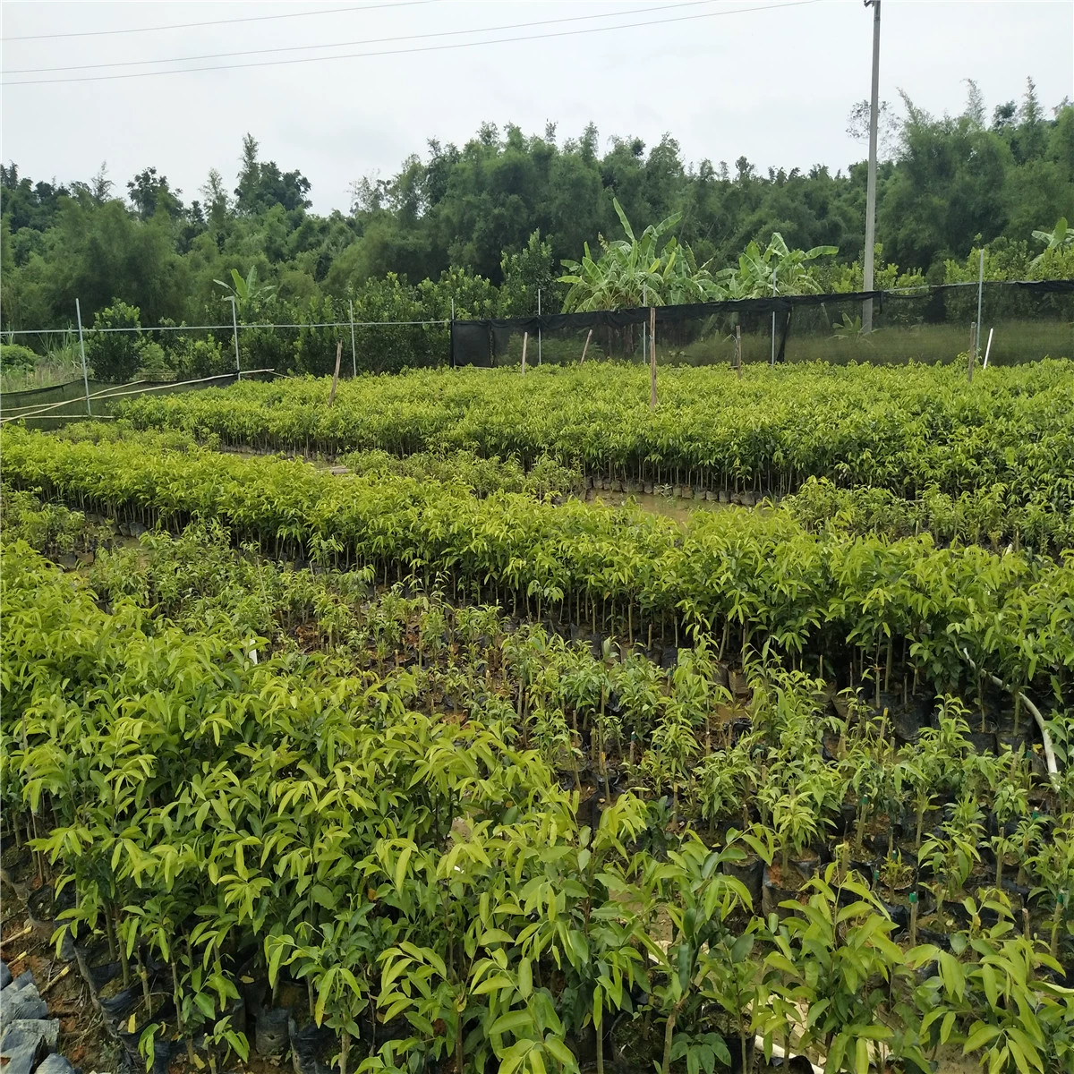 Происхождение оптовый рынок рассады агарового дерева Qinan Прямая продажа поколения зеленых Qinan прививочная плита для рассады бонсай рассада Big Cup