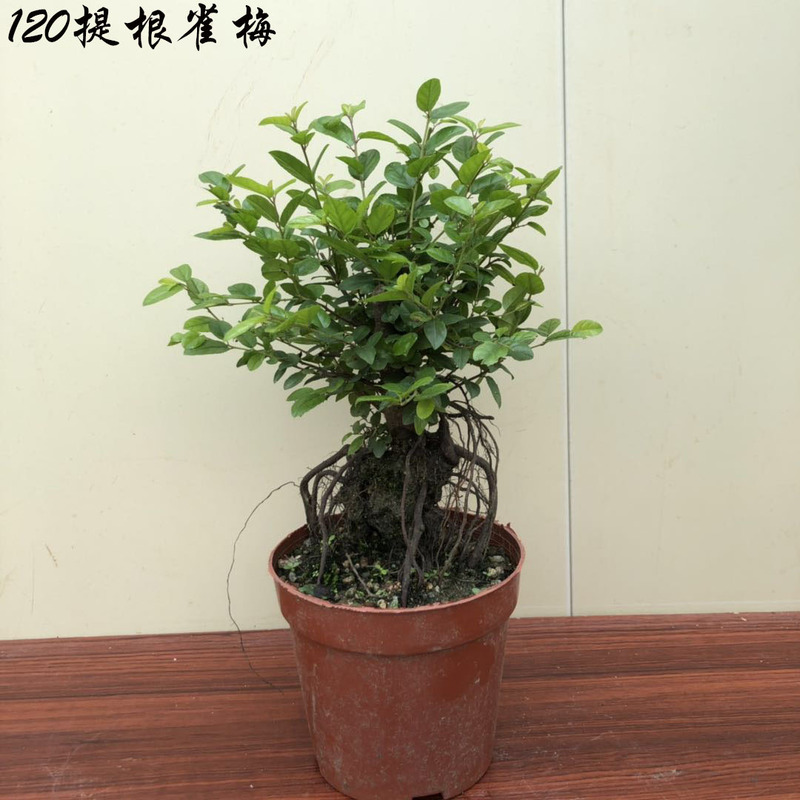[Bonsai Direct Supply] Real Photos of Bird Plum Bonsai Tree Stumps, Desktop Sketches Bonsai, Balcony Green Plants, Root Lifting