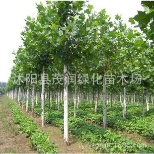 ֱ�N�@�־G����ľ ͥ�a����е��䷨ͩ���編����ͩ��������ľ