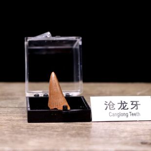Ħ��绯ʯ��long���X��ʯԭʯʯ�^���������Xԭʯ�̌W�˱��ղ�