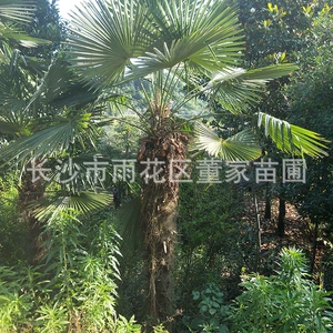 Оптовая запас пальмового дерева Hunan Local Palm Rice Diameter 15 CM Courtyard Green Tree Saplings Base Direct Sales
