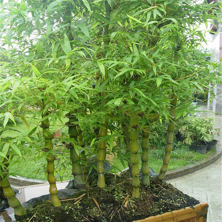 Живот Будды бамбук декоративный бамбук вечнозеленый Luohan бамбук маленькие зеленые комнатные зеленые растения в горшках без листьев доставка