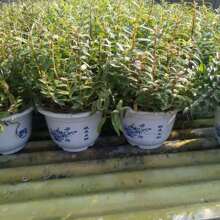 厂家直销浙江铁皮石斛苗 三年原盆绿植花卉药食同源 铁皮石斛盆栽