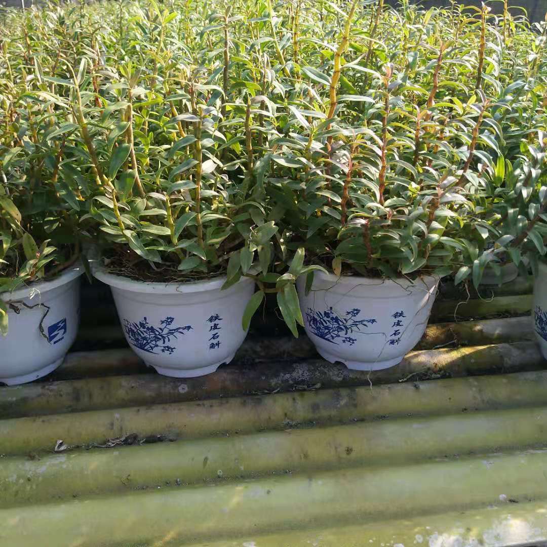 厂家直销浙江铁皮石斛苗 三年原盆绿植花卉药食同源 铁皮石斛盆栽