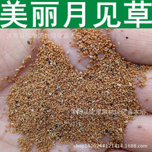 草花 美丽月见草种子 夜来香 粉晚樱草种子 粉花月见草 1件=1斤