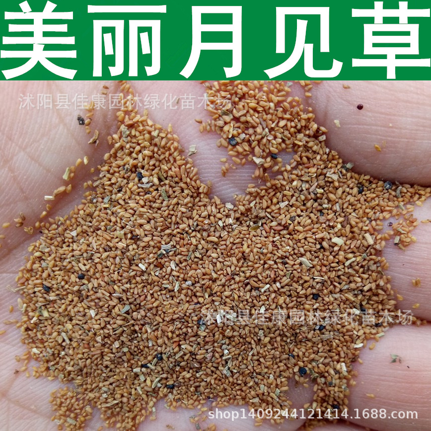 草花 美丽月见草种子 夜来香 粉晚樱草种子 粉花月见草 1件=1斤