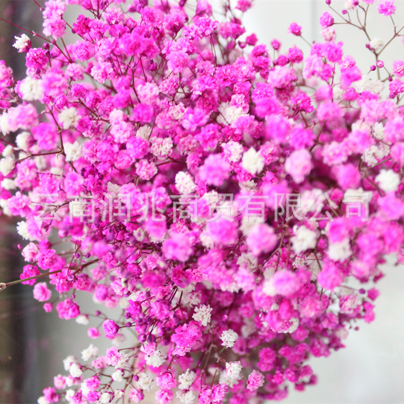 Runzhao fábrica al por mayor Yunnan ILOs gran cabeza de la flor inmortal cielo estrellado 120g por manojo