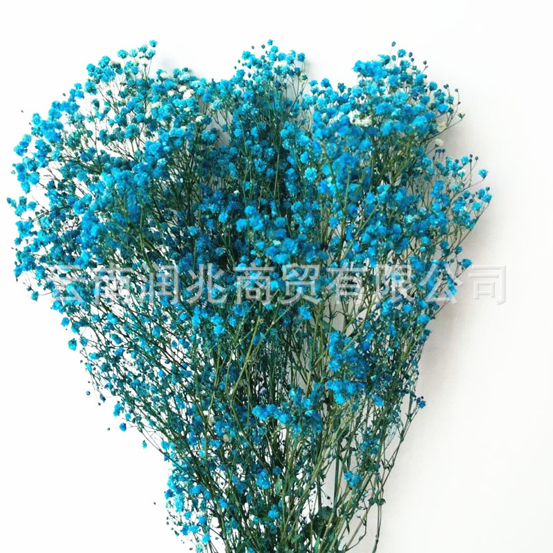 Runzhao fábrica al por mayor Yunnan ILOs gran cabeza de la flor inmortal cielo estrellado 120g por manojo