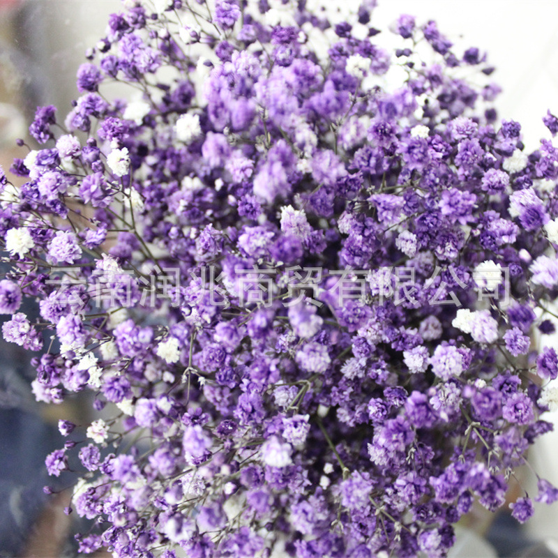 Runzhao fábrica al por mayor Yunnan ILOs gran cabeza de la flor inmortal cielo estrellado 120g por manojo