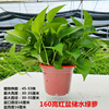 180 Green Loostel Popular Flower Wholesale Hydroponic Green Ruluo indoor green plants small green pupa removed formaldehyde small potted plants