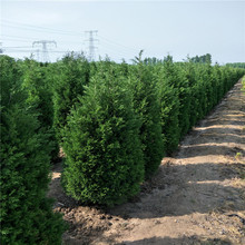 绿化用蜀桧树哪里有 山东蜀桧树种植基地 2.5米蜀桧树苗价格
