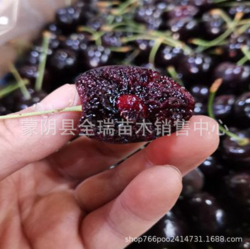 蒙阴矮化樱桃树苗 黑珍珠大樱桃树苗 南北种植水果树圃种植批发