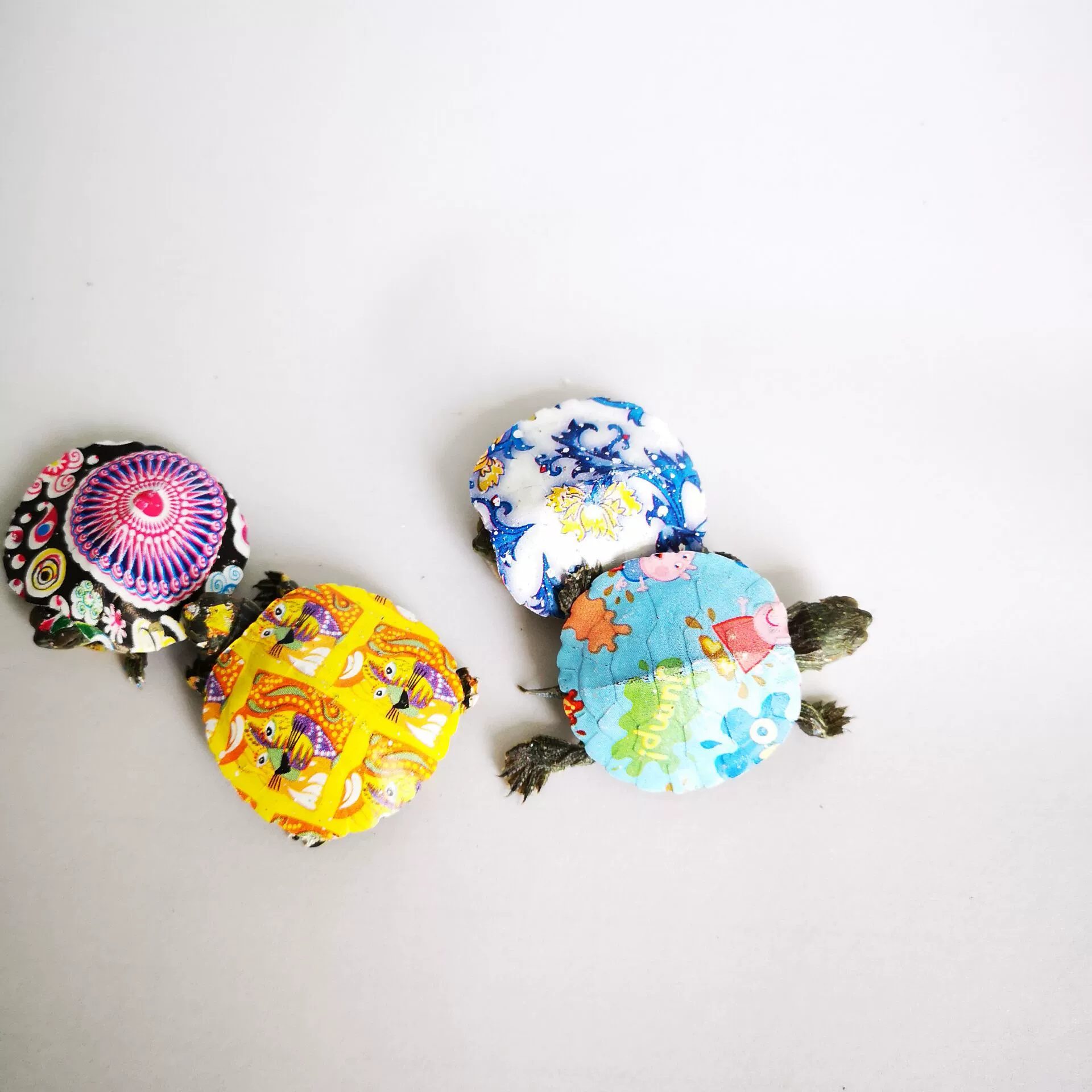 Живая черепаха, красочная маленькая черепаха, интернет-знаменитость, красочная маленькая черепаха, живое питомное животное, окрашенная красочная черепаха с красными ушками, оптом