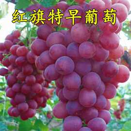 红旗特早玫瑰葡萄新品种葡萄树苗巨大粒葡萄苗五月成熟当年结果